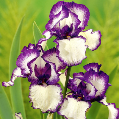 Rizomi Iris Germanica - "Loop" - Bulbshop