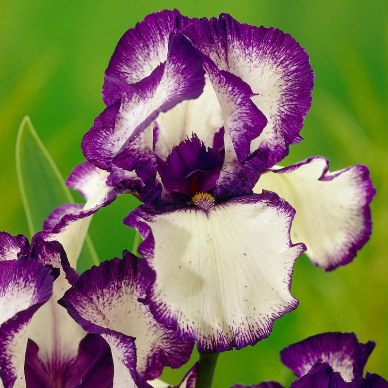Rizomi Iris Germanica - "Loop" - Bulbshop