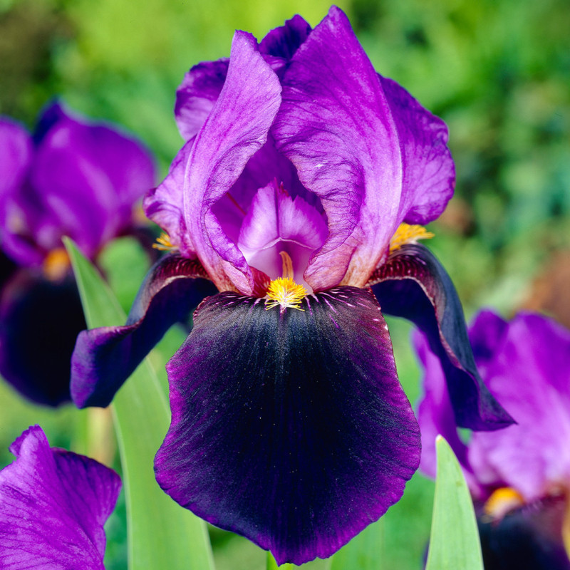 Rizomi Iris Germanica - "Nightfall" - Bulbshop