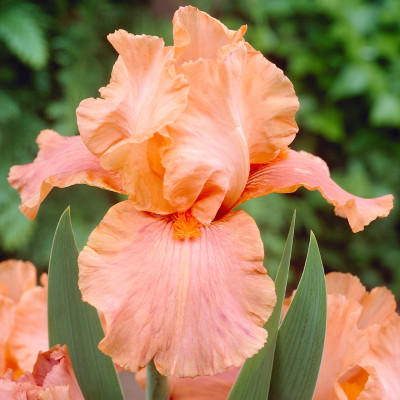 Rizomi Iris Germanica - "Pretty Print" - Bulbshop