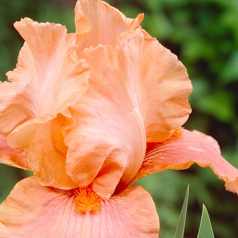 Rizomi Iris Germanica - "Pretty Print" - Bulbshop