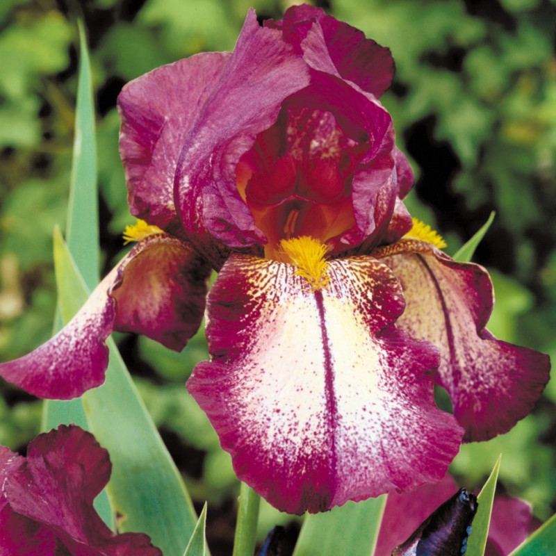 Rizomi Iris Germanica - "Attention Please" - Bulbshop