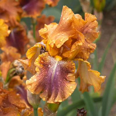 Rizomi Iris Germanica - "Autumn Leaves" - Bulbshop