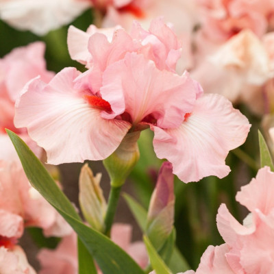 Rizomi Iris Germanica - "Beverly Sillis" - Bulbshop