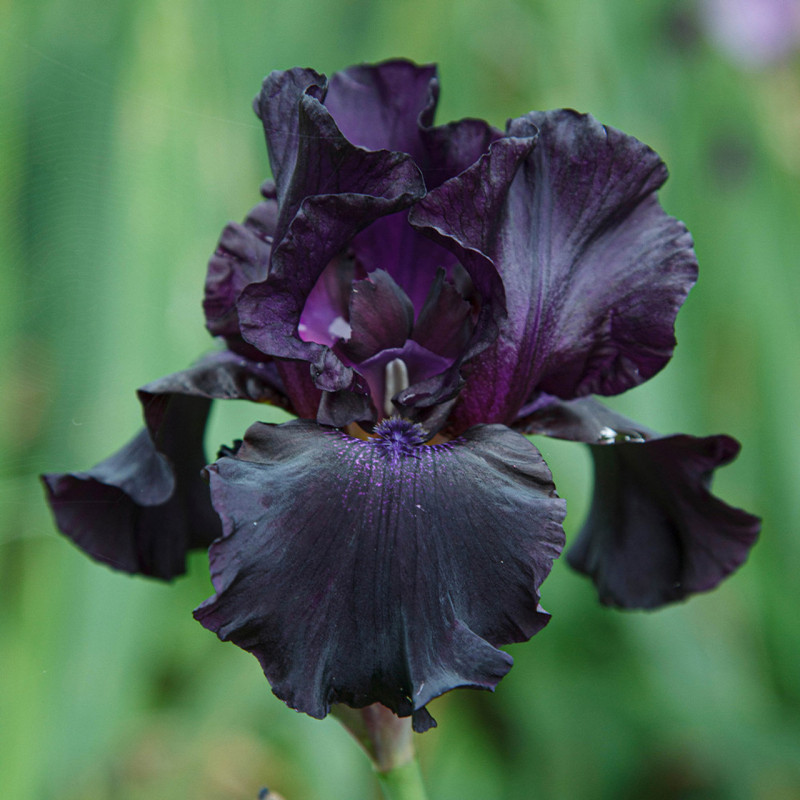 Rizomi Iris Germanica - "Black Tie Affair" - Bulbshop