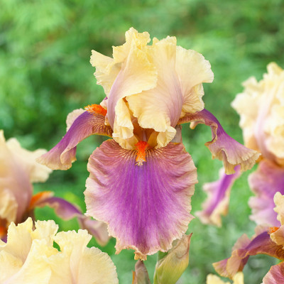 Rizomi Iris Germanica - "Comme un Sourire" - Bulbshop