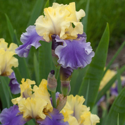 Rizomi Iris Germanica - "Edith Wolford" - Bulbshop