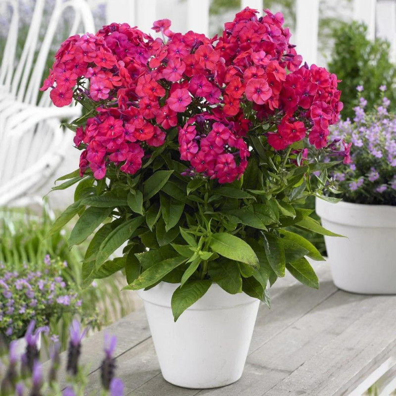 Phlox - Brumărelele "Famous Magenta" - Bulbshop