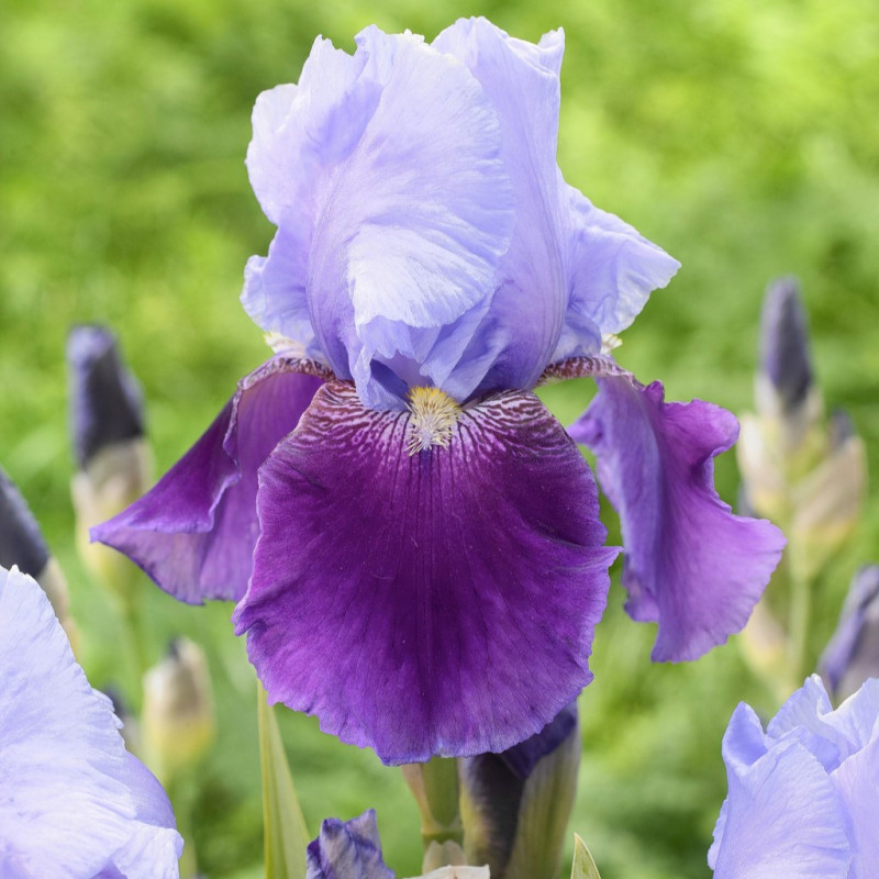 Rizomi Iris Germanica - "Emma Louise" - Bulbshop
