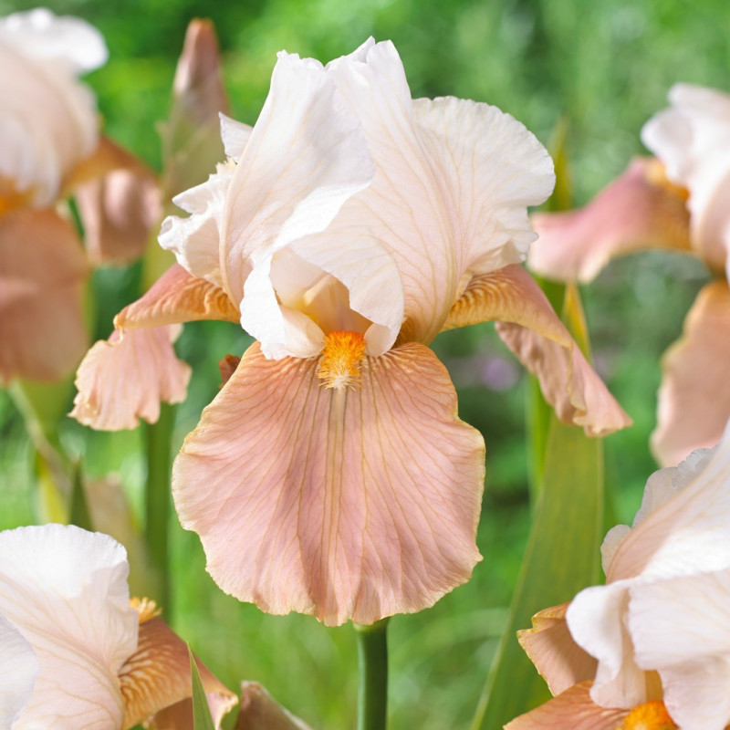 Rizomi Iris Germanica - "Festive Skirt" - Bulbshop