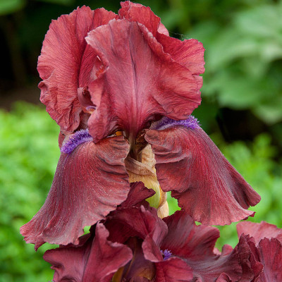 Rizomi Iris Germanica - "Fortunate Son" - Bulbshop