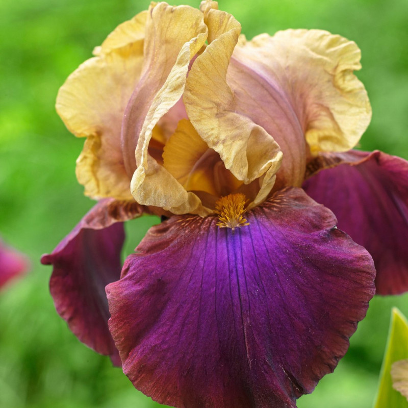 Rizomi Iris Germanica - "Hala Madrid" - Bulbshop