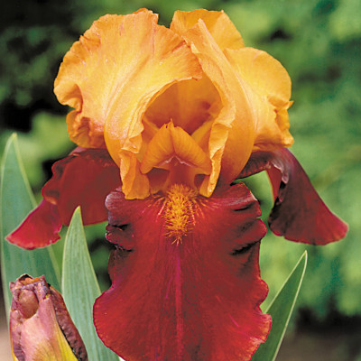 Rizomi Iris Germanica - "Howard Weed" - Bulbshop