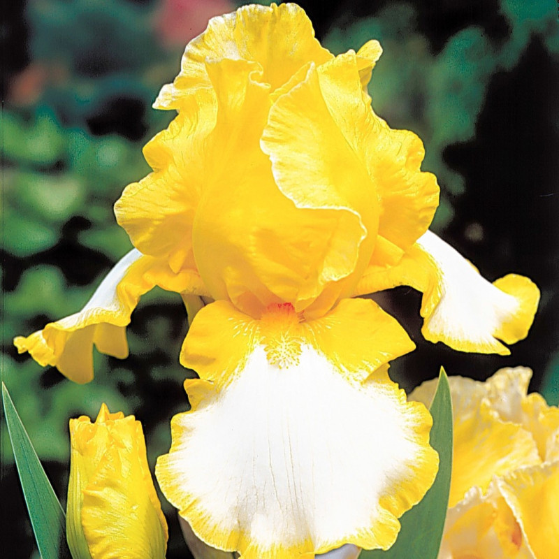Rizomi Iris Germanica - "Joyce Terry" - Bulbshop