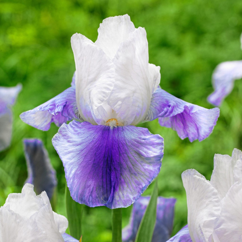 Rizomi Iris Germanica - "Latest Style" - Bulbshop