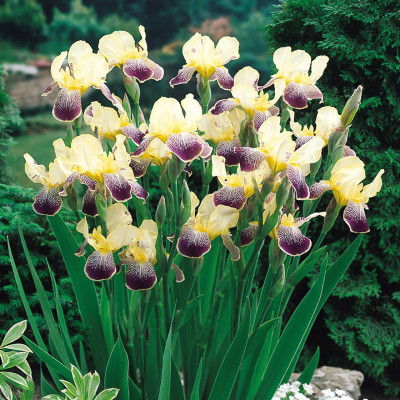Rizomi Iris Germanica - "Nibelungen" - Bulbshop