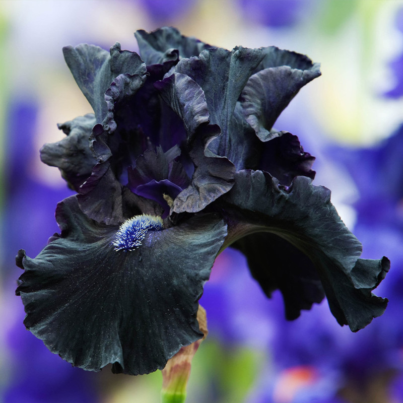 Rizomi Iris Germanica - "Obsidian" - Bulbshop