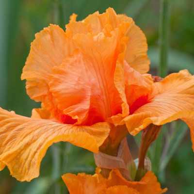Rizomi Iris Germanica - "Oktoberfest" - Bulbshop