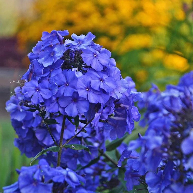 Phlox - Brumărelele "Blue Paradise" - Bulbshop