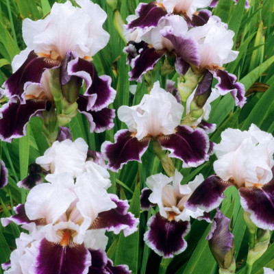 Rizomi Iris Germanica - "Ringo" - Bulbshop