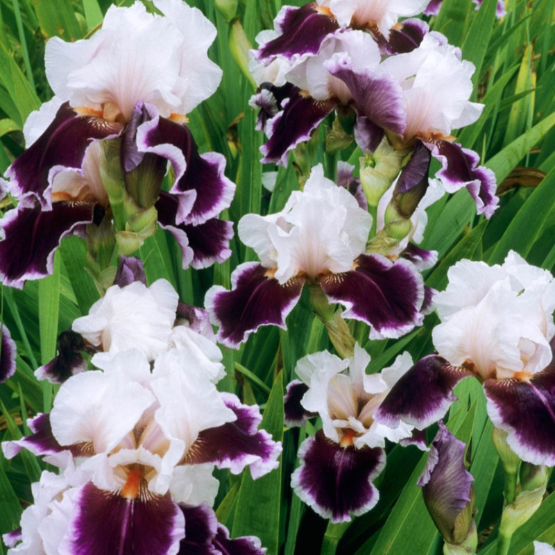 Rizomi Iris Germanica - "Ringo" - Bulbshop