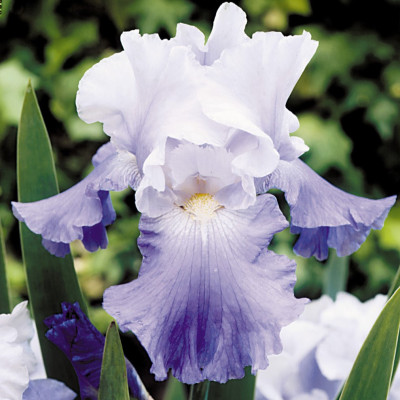 Rizomi Iris Germanica - "Royal Satin" - Bulbshop