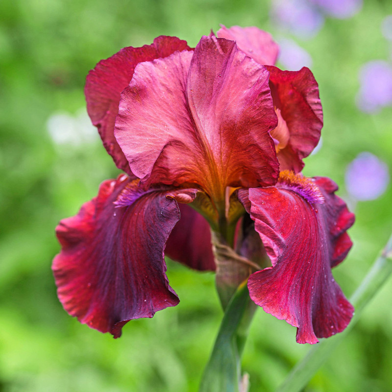 Rizomi Iris Germanica - "Sublime Velvet" - Bulbshop
