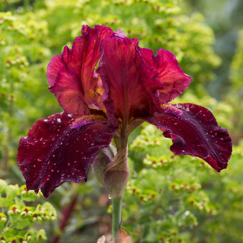 Rizomi Iris Germanica - "Sultan's Palace" - Bulbshop