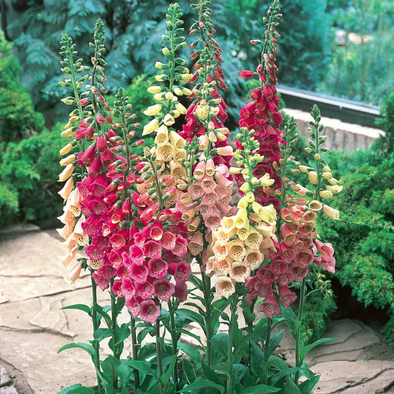 Digitalis - Degetel Mix "A" 5 Bucati/Pachet - Bulbshop