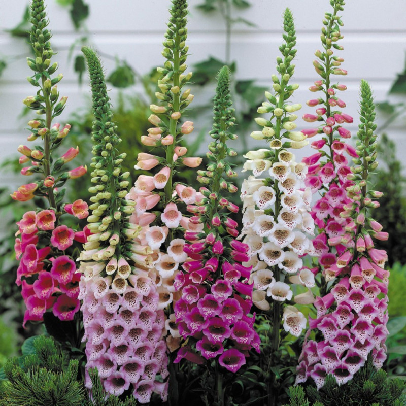Digitalis - Degetel Mix "B" 5 Bucati/Pachet - Bulbshop