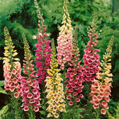 Digitalis - Degetel Mix "C" 5 Bucati/Pachet - Bulbshop