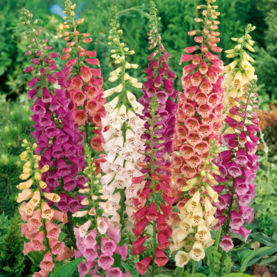 Digitalis - Degetel Mix "D" 5 Bucati/Pachet - Bulbshop