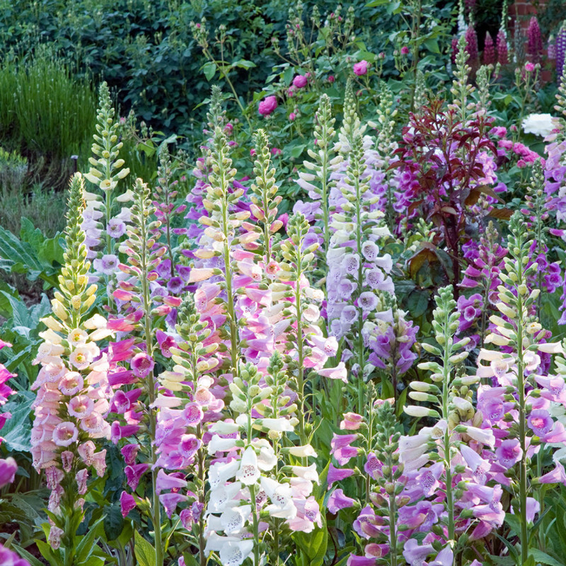 Digitalis - Degetel Mix "E" 5 Bucati/Pachet - Bulbshop