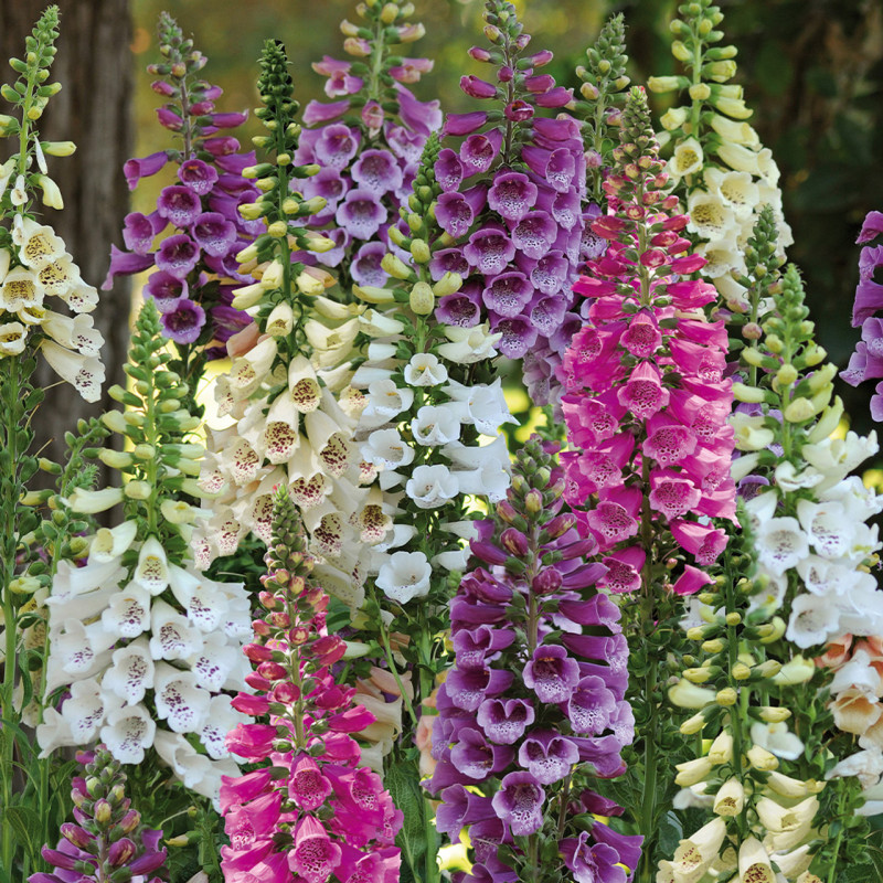 Digitalis - Degetel Mix "F" 5 Bucati/Pachet - Bulbshop