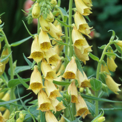 Digitalis - Degetel "Grandiflora Ambigua" - Bulbshop