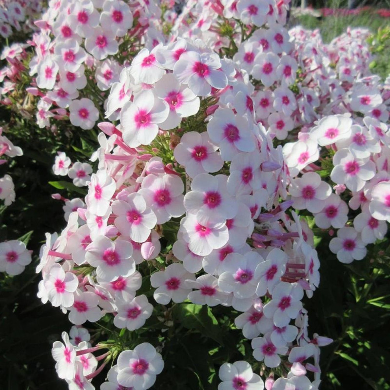 Phlox - Brumărelele "Famous White Eye" - Bulbshop