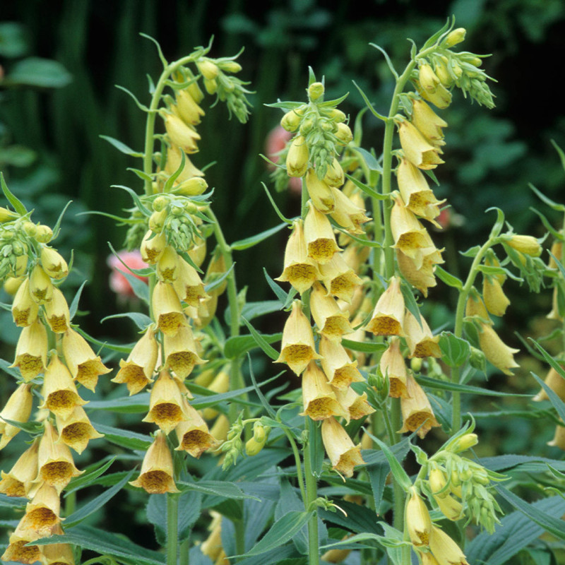 Digitalis - Degetel "Grandiflora Ambigua" - Bulbshop