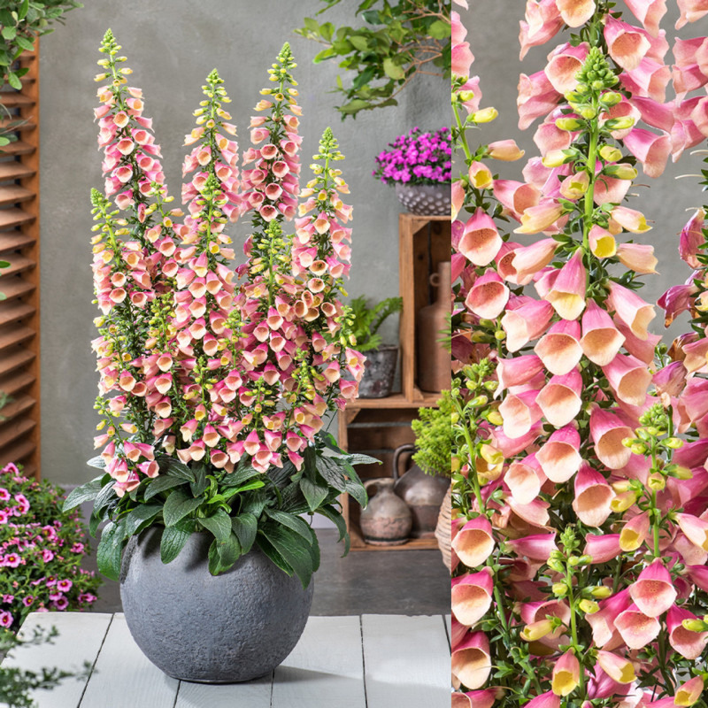 Digitalis - Degetel "Artic Fox Rose" - Bulbshop