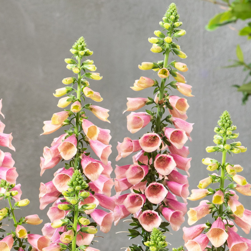 Digitalis - Degetel "Artic Fox Rose" - Bulbshop