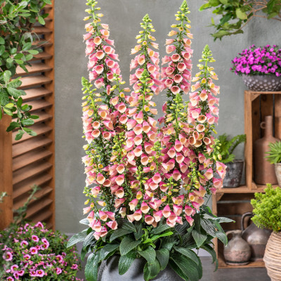 Digitalis - Degetel "Artic Fox Rose" - Bulbshop