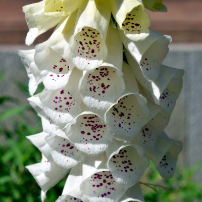 Digitalis - Degetel "Alba White" - Bulbshop