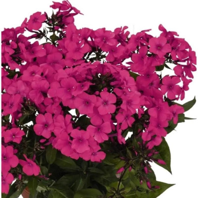 Phlox - Brumărelele "Flame Cerise" - Bulbshop