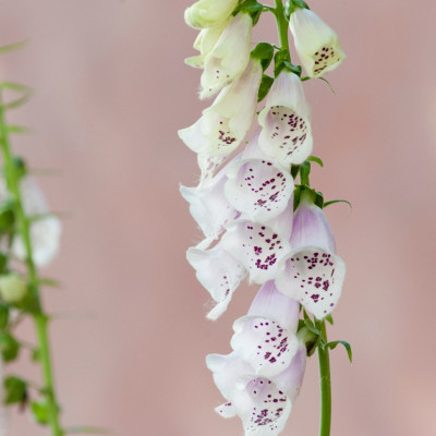 Digitalis - Degetel "Alba White" - Bulbshop