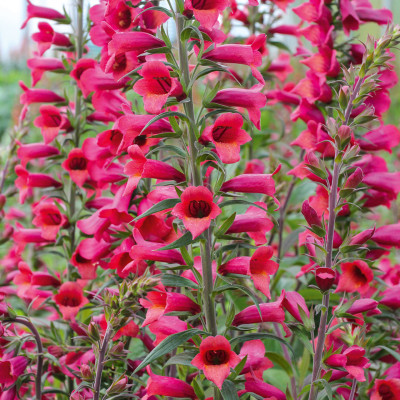 Digitalis - Degetel "Cherry Brandy" - Bulbshop