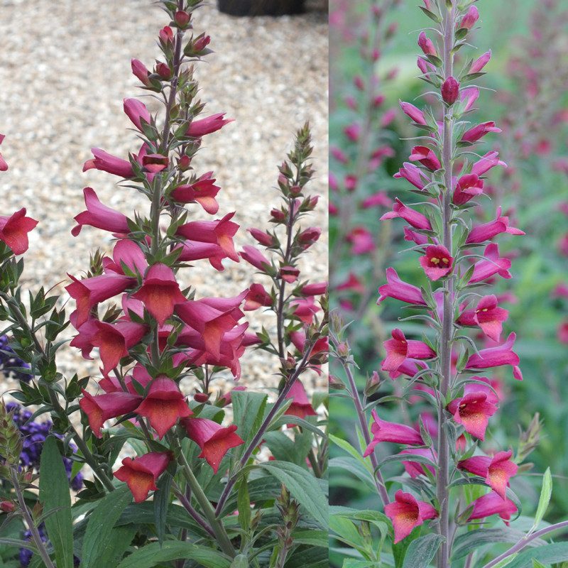 Digitalis - Degetel "Cherry Brandy" - Bulbshop