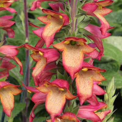 Digitalis - Degetel "Flame" - Bulbshop