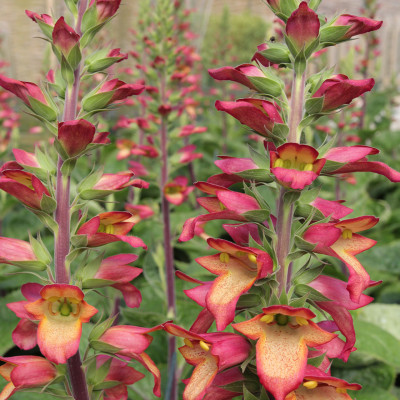 Digitalis - Degetel "Flame" - Bulbshop