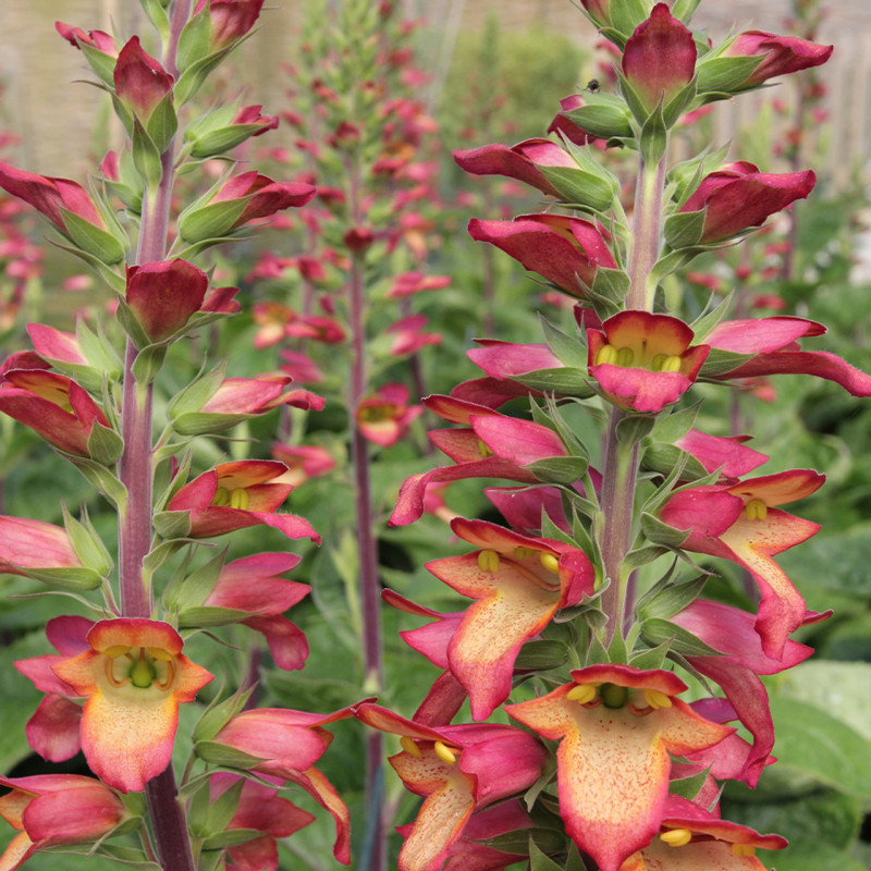 Digitalis - Degetel "Flame" - Bulbshop