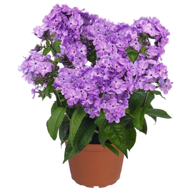 Phlox - Brumărele "Flame Lilac"  - Bulbshop