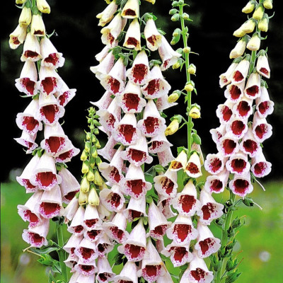 Digitalis - Degetel "Pam Choice" - Bulbshop